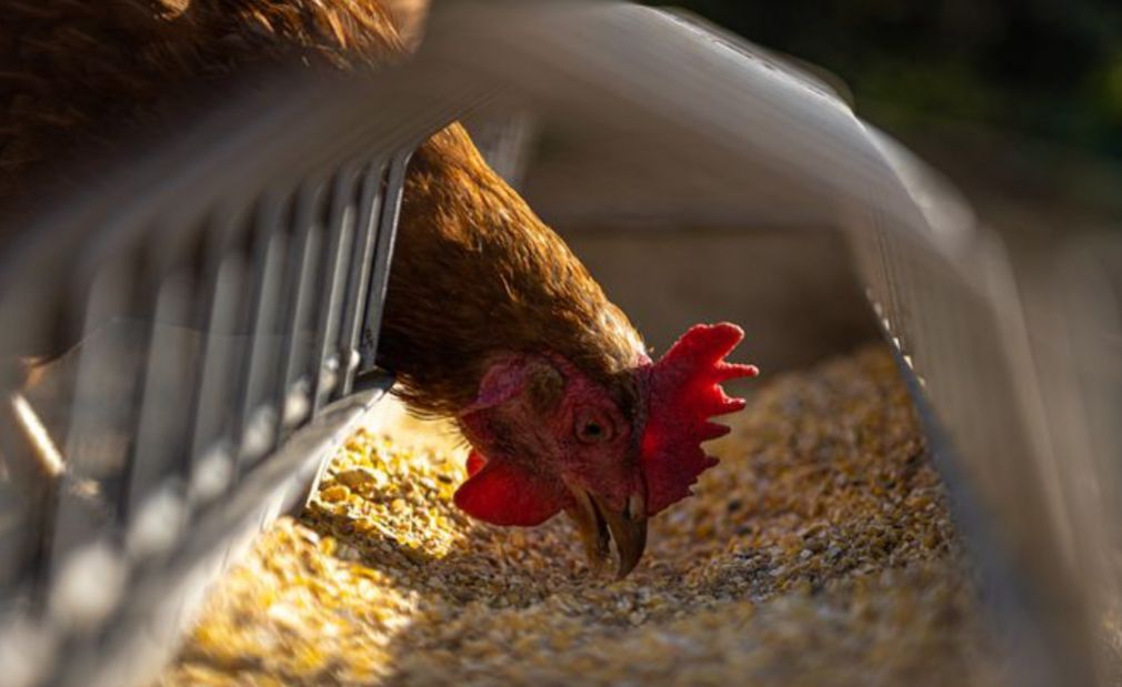 Mallorquin, Venta de pienso para aves, gallinas