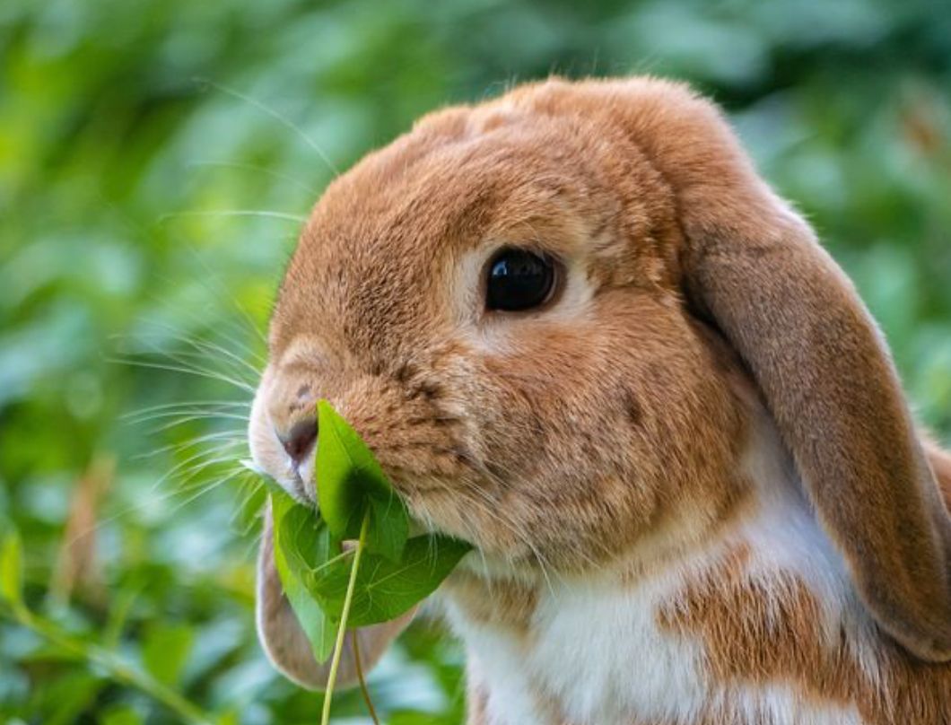 Comida para animales